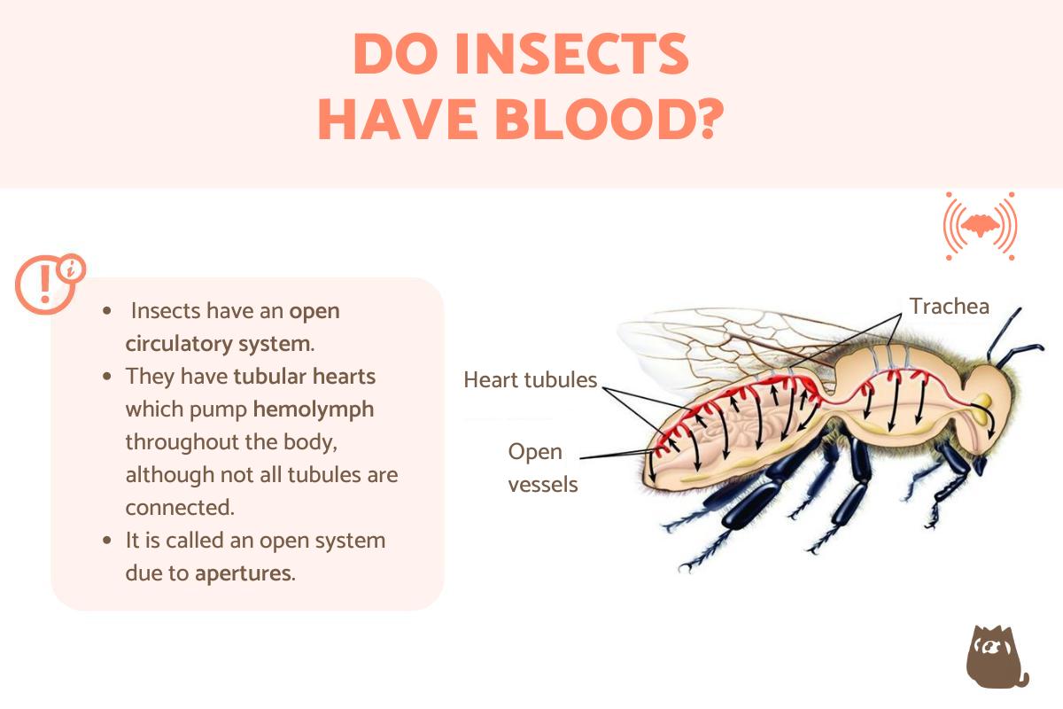 Do Insects Have Blood? Insect Circulatory System