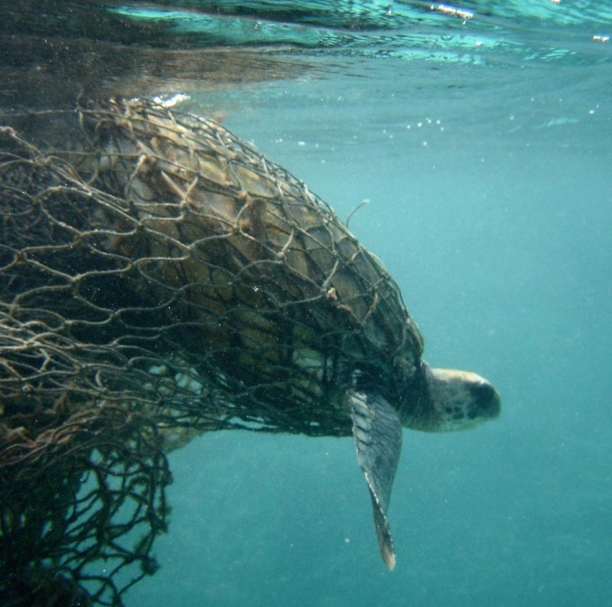 Marine Animals In Danger Of Extinction