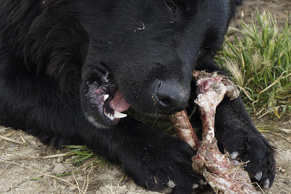 Can Dogs Digest Bones? - Bones in a Dog's Stomach