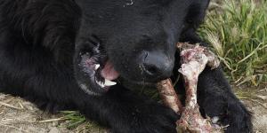 Can Dogs Digest Bones? - Bones in a Dog's Stomach