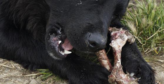 Can Dogs Digest Bones? - Bones in a Dog's Stomach