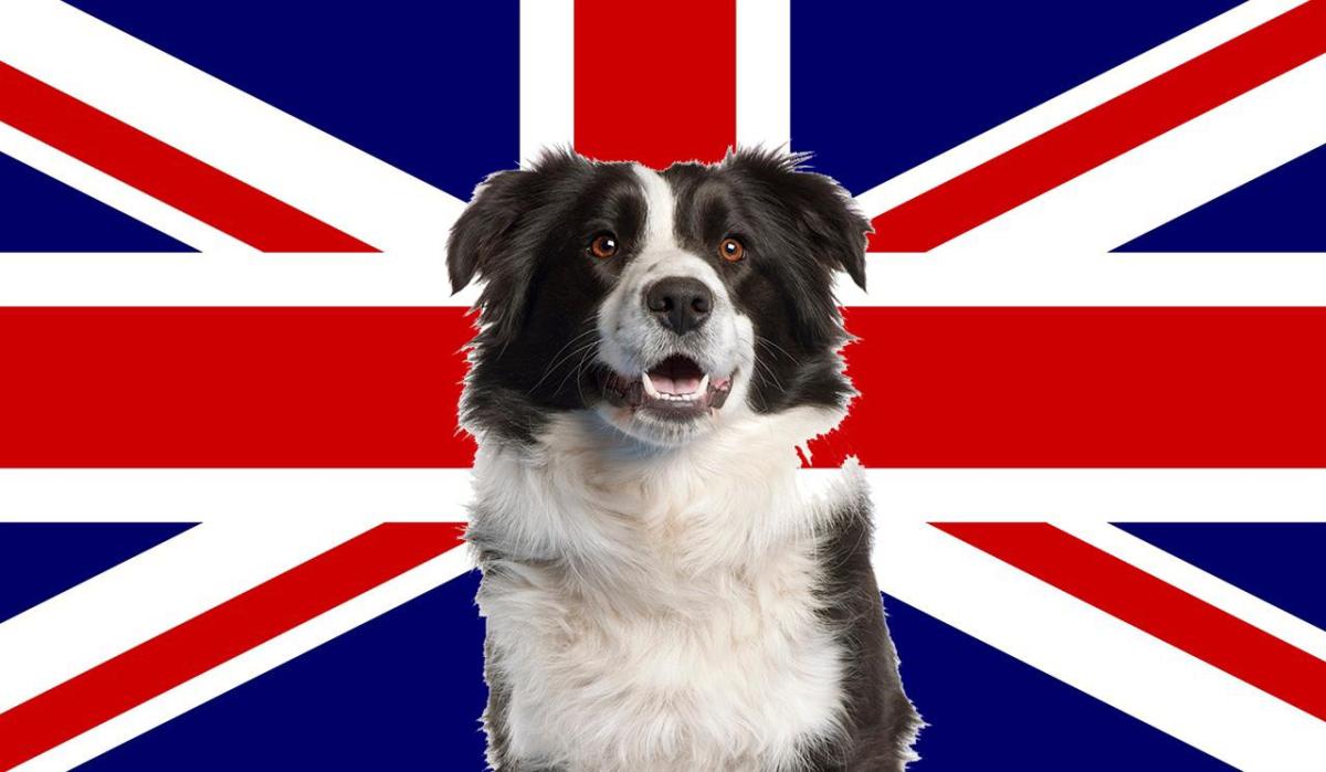 English Dog Breeds List - With Pictures