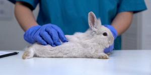 My Rabbit Won't Urinate Anymore