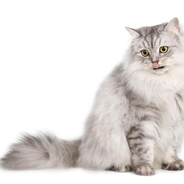 Cleaning your Cat's Ears: Step by Step Guide