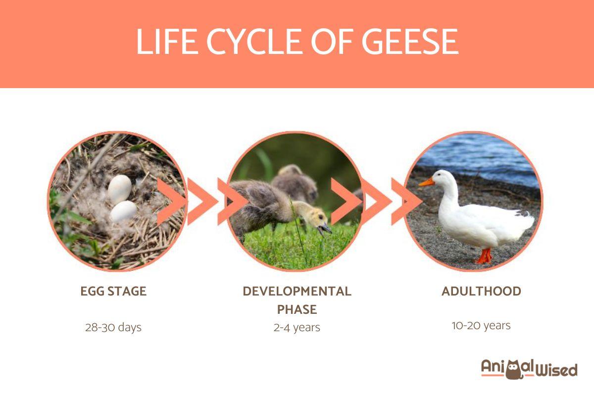 How Long Does a Goose Live? - Geese Lifespan