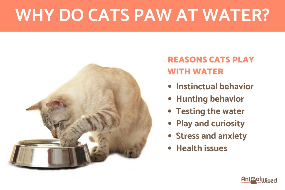 Why Do Cats Paw at Water?