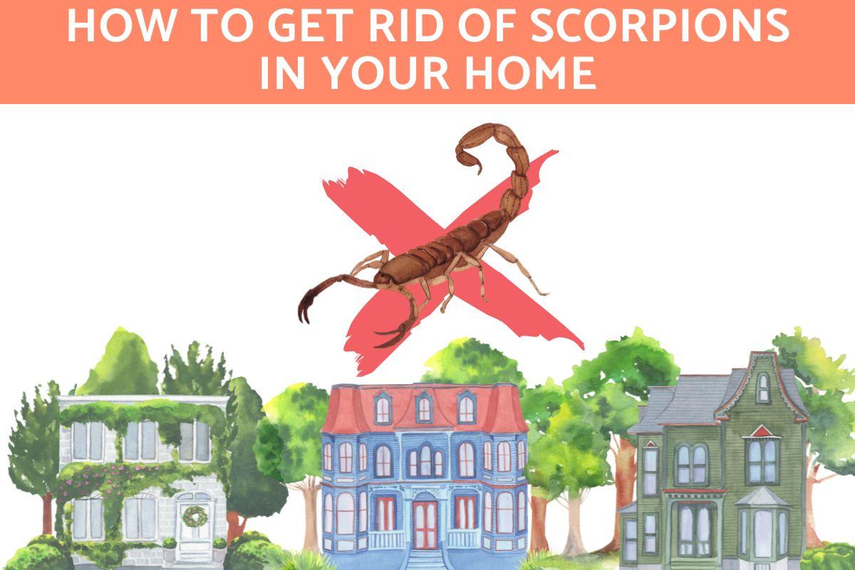 How to Get Rid of Scorpions in Your Home Naturally