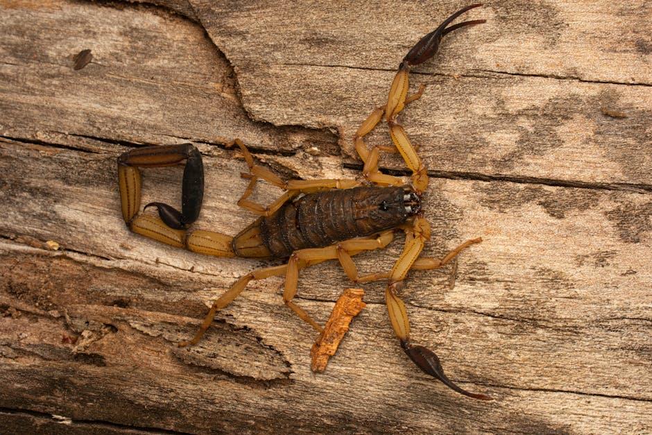 How to Get Rid of Scorpions in Your Home Naturally - Safe and Humane ...