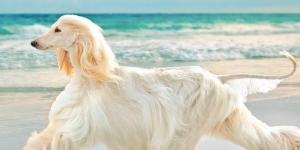 Tricks to Make Your Dog's Coat Shiny