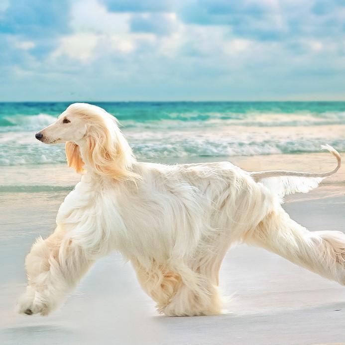 Tricks to Make Your Dog s Coat Shiny