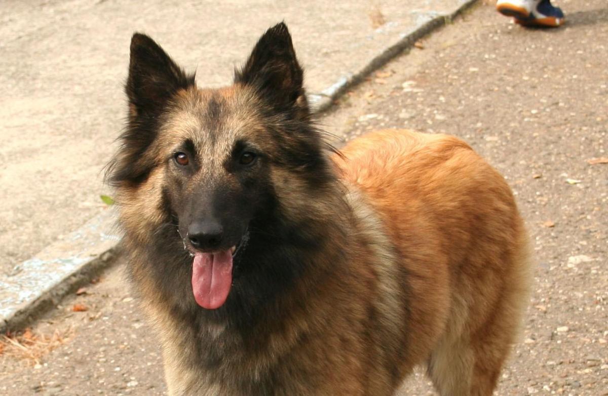Types of Belgian Shepherd Dog - All Breed Variations