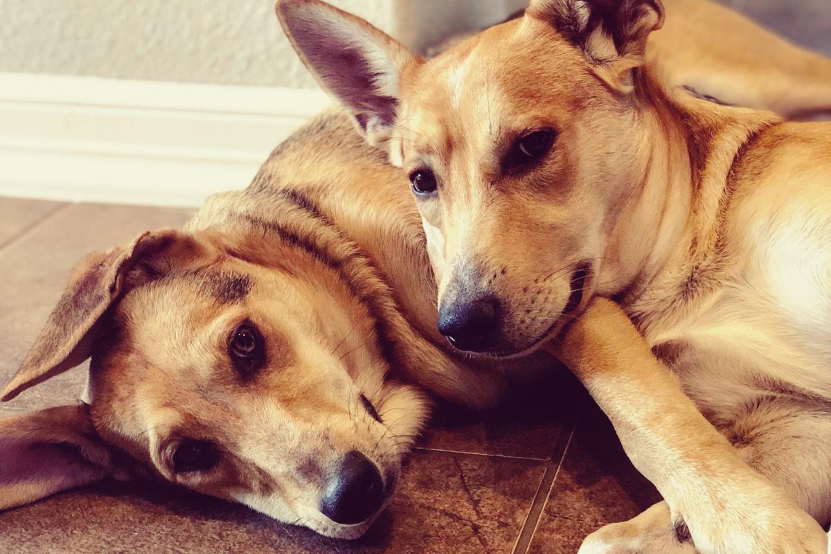 Can a Neutered Dog Still Mate With a Female?