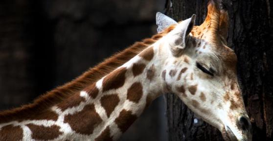 Do Giraffes Sleep Standing Up?