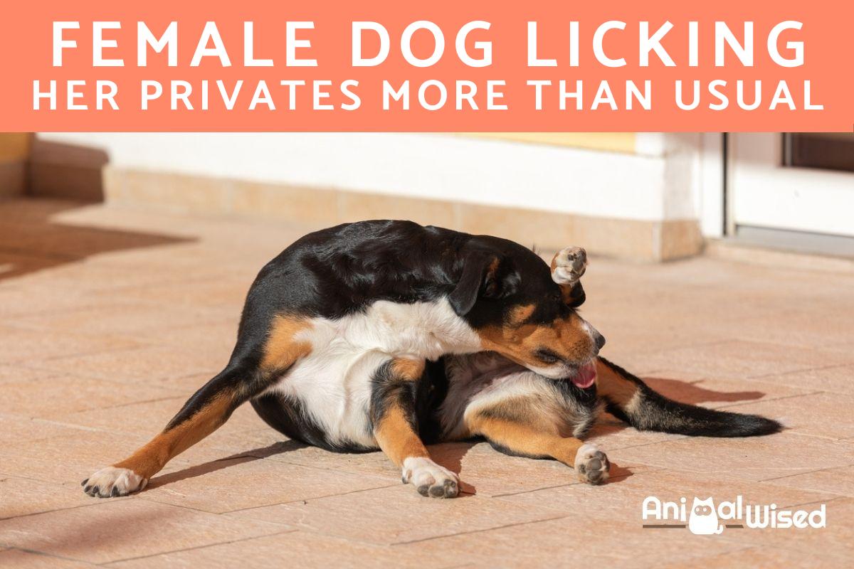 My Female Dog Is Licking Her Privates More Than Usual