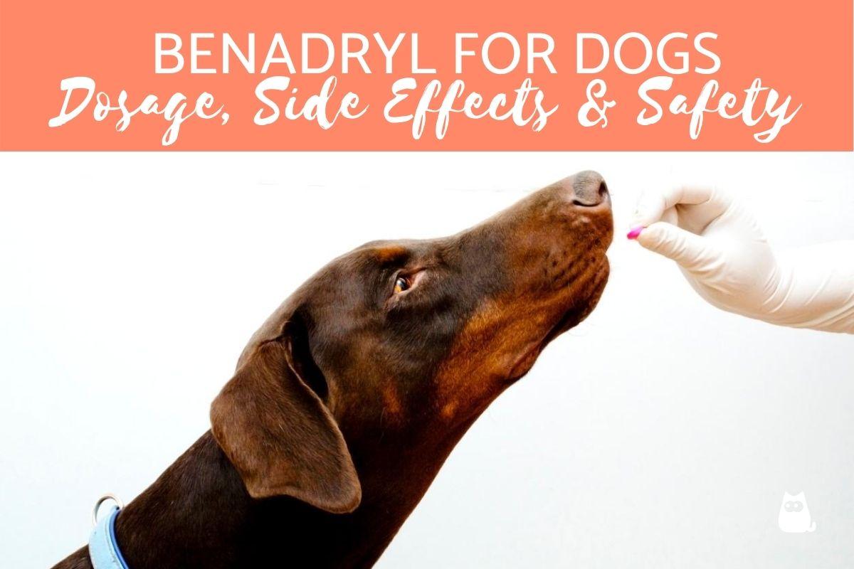 Benadryl for Dogs: Guide for Dosage, Side Effects and Safety