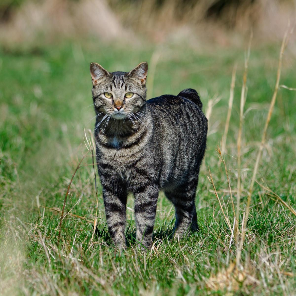 Caring for a Manx Cat