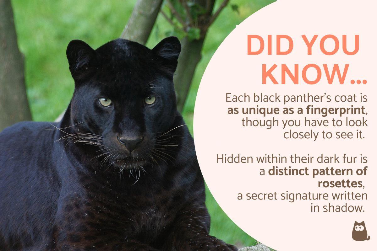 Black Panthers 10 Surprising Facts You ve Never Heard Before black-panthers-10-surprising-facts-you-ve-never-heard-before