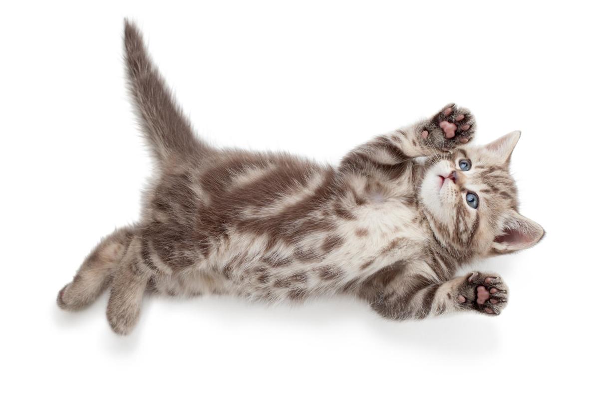 How Many Fingers Do Cats Have?