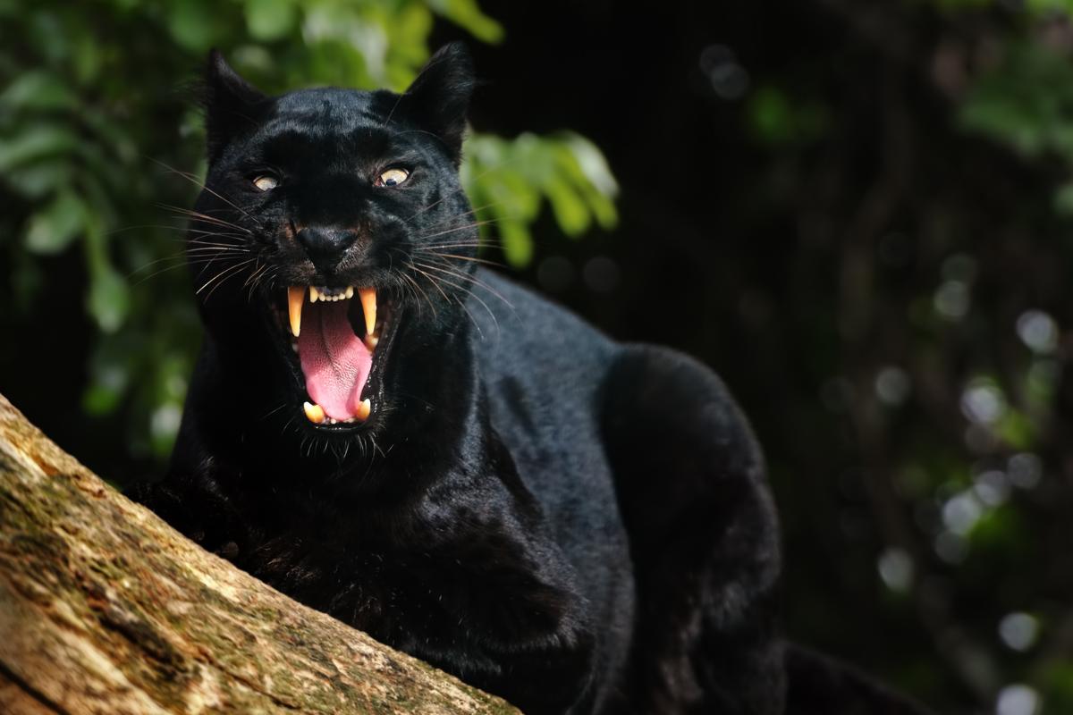 Black Panthers - 10 Surprising Facts You’ve Never Heard Before
