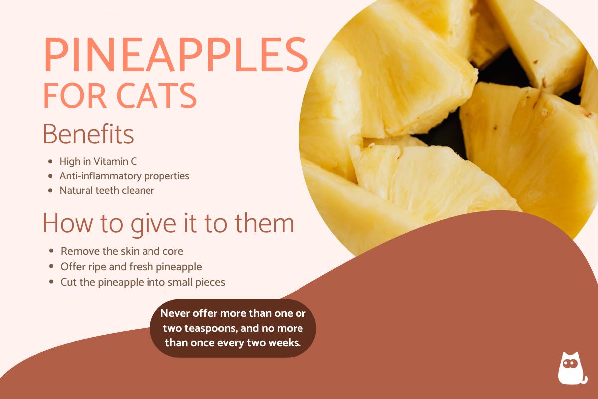 Can Cats Eat Pineapple?