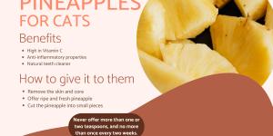 Can Cats Eat Pineapple?