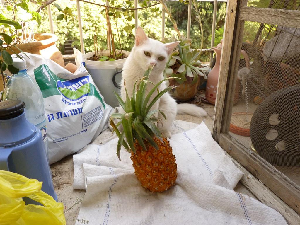 Can Cats Eat Pineapple? Benefits, Dosage and Side Effects