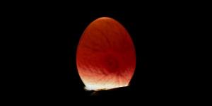 How to Tell if an Egg Is Fertilized