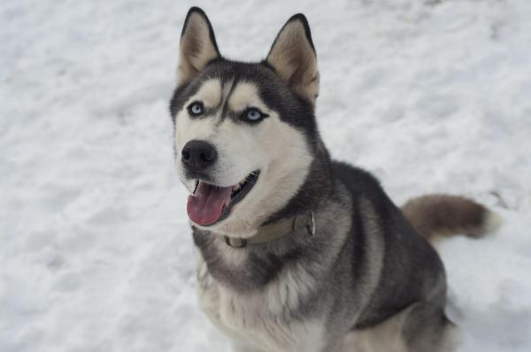 5_siberian_husky_3816_4_600.jpg