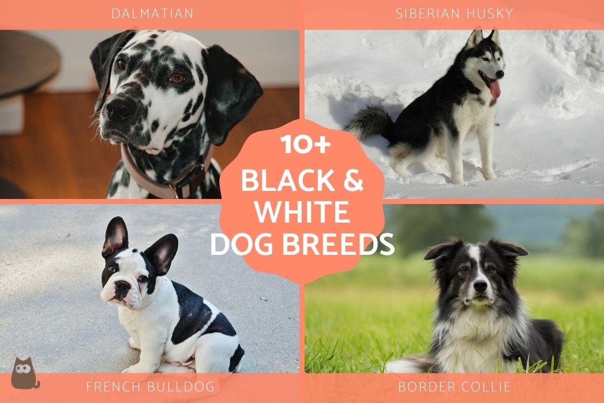 Black and White Dog Breeds List