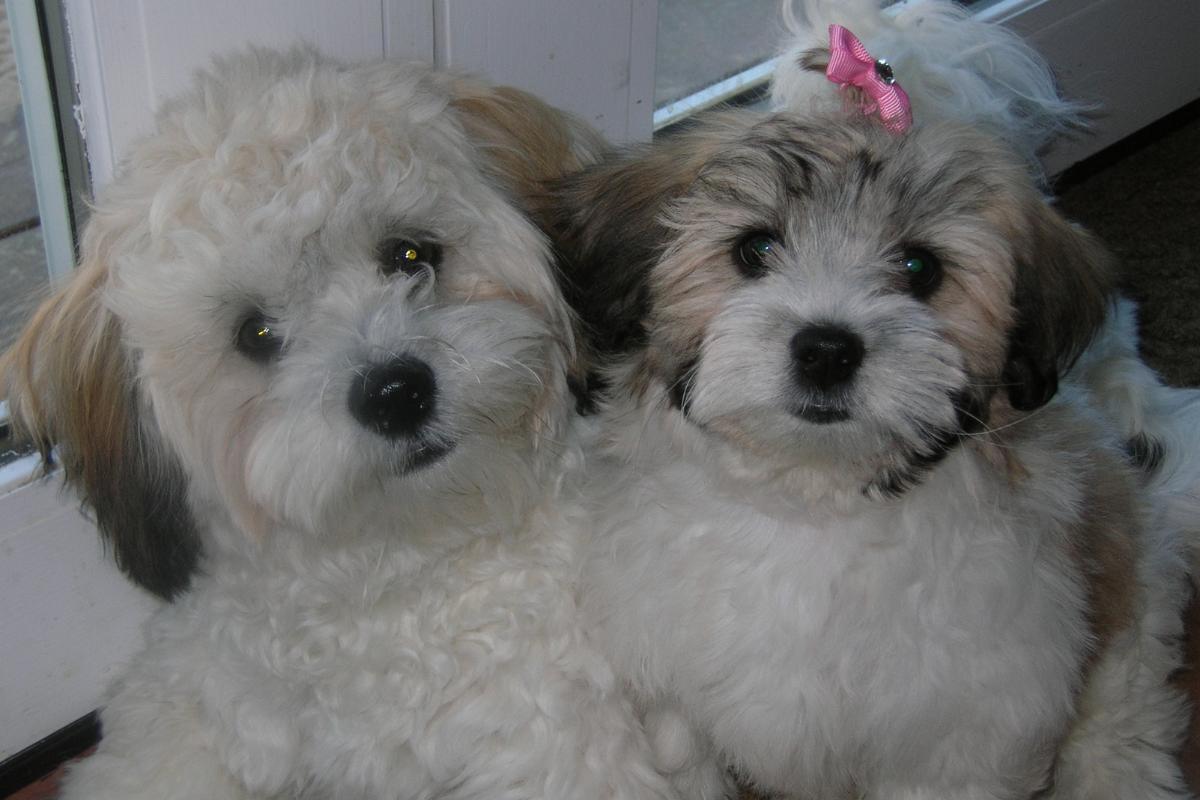 15 Mixed-Breed Dogs - Definition, Key Traits, and Heritage