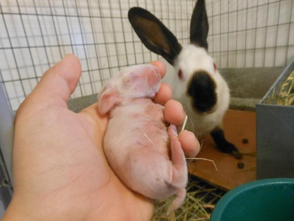 Rabbits making babies shops