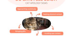 Do Cats Feel Guilt? - Cat Apology Signs