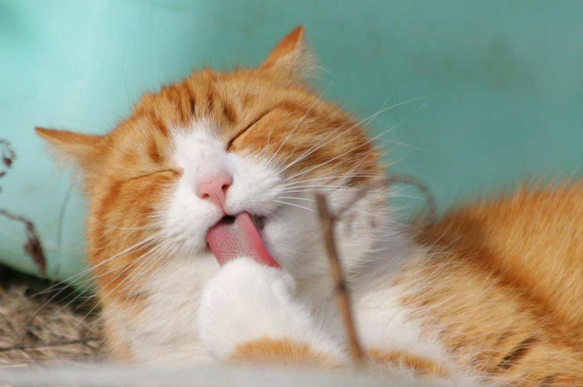 My Cat Is Overgrooming - Causes and Treatment
