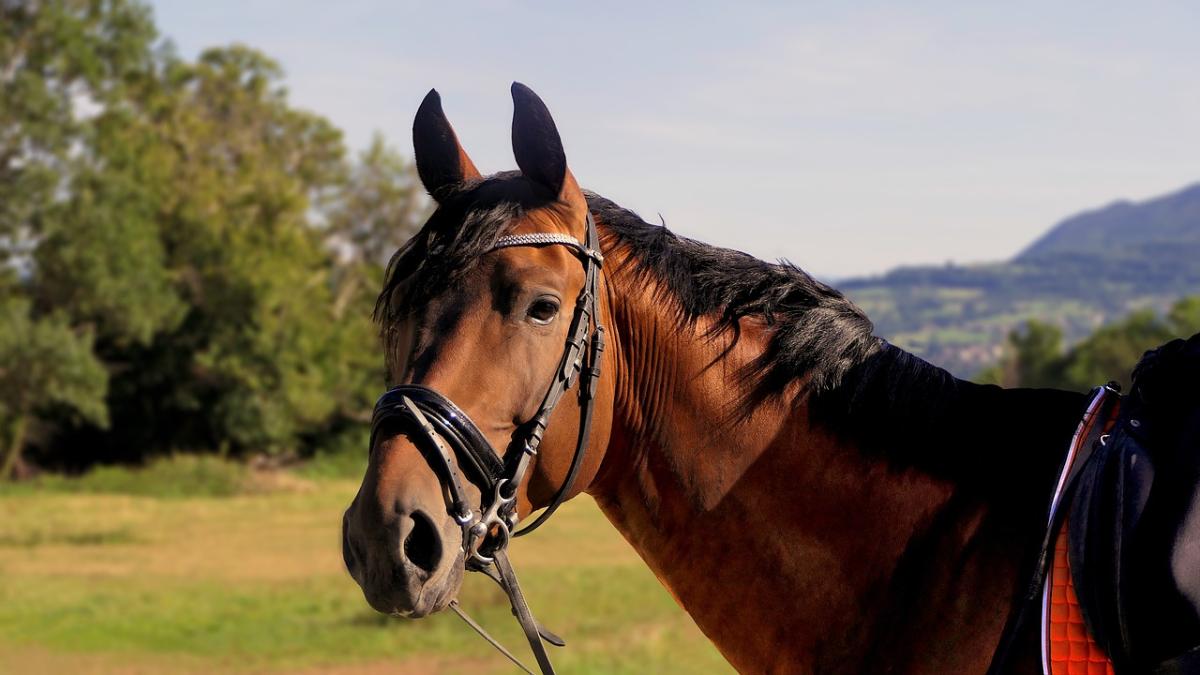 Best Names for Horses and Mares