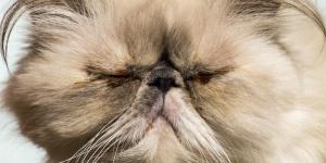 Cat Eye Diseases - Types, Causes, Symptoms and Treatment