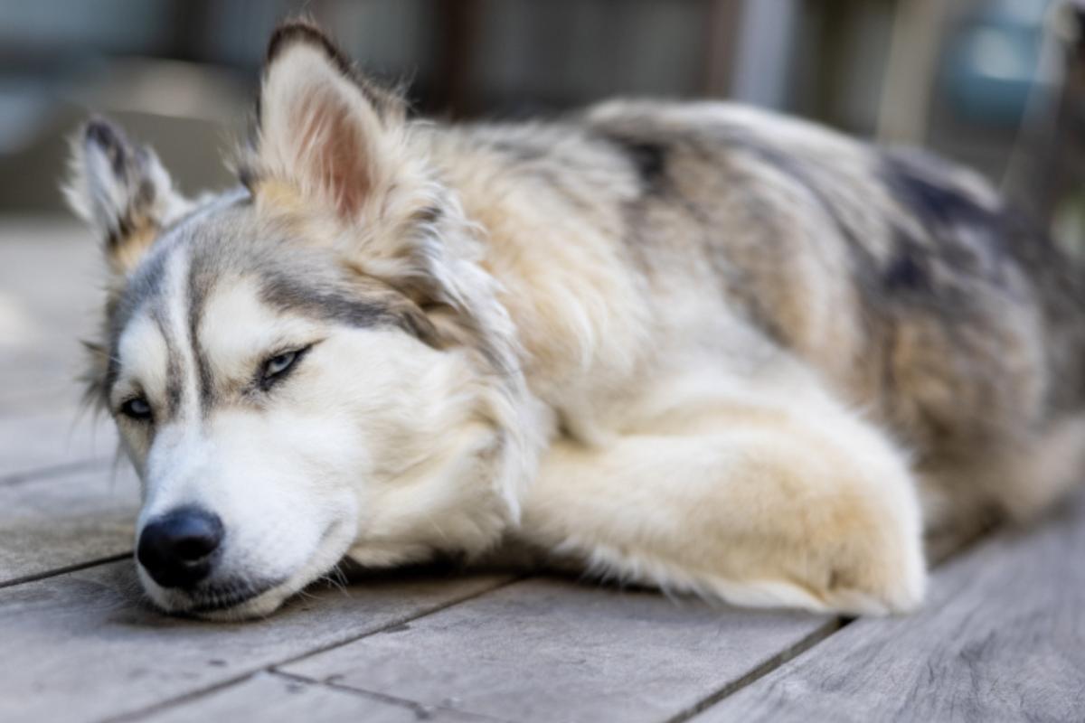 Cirrhosis of the Liver in Dogs - Causes, Symptoms and Treatment