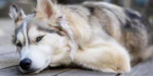 Cirrhosis of the Liver in Dogs - Causes, Symptoms and Treatment