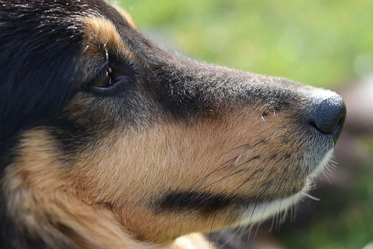 Why Do Dogs Have Whiskers? - Dog Whisker Functions