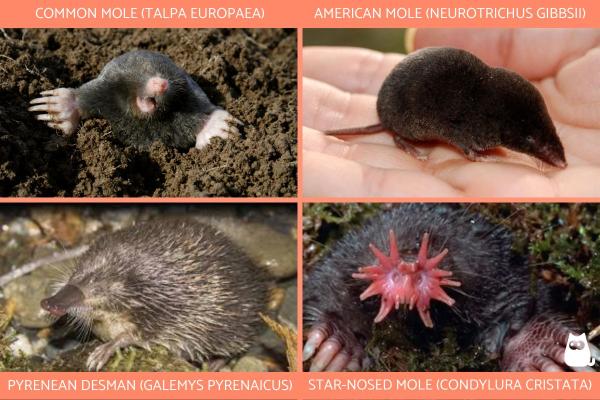 Everything You Need to Know About Moles - Diet, Habitat & Photos