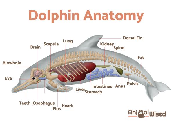 How Do Dolphins Breathe Underwater? - Dolphin lungs