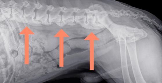 Spondylosis in Dogs - Causes, Treatment and Life Expectancy