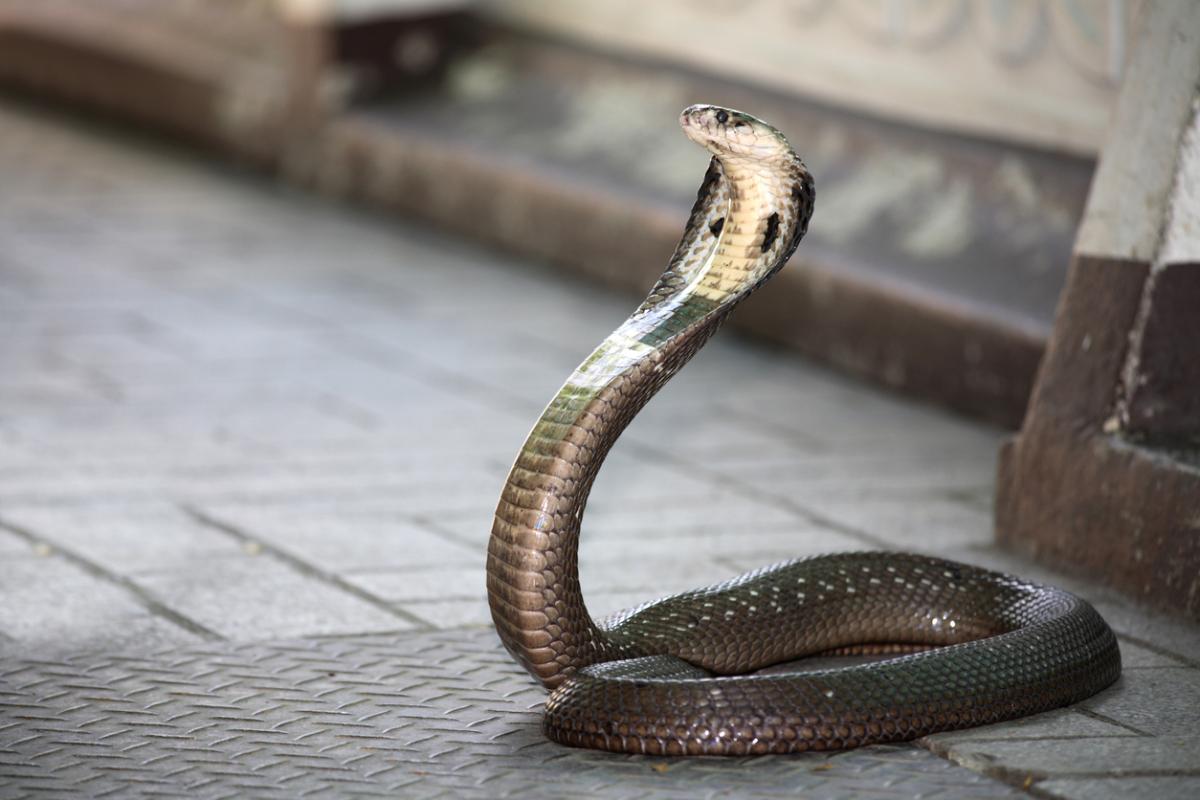 The 10 Most Dangerous Animals in Asia