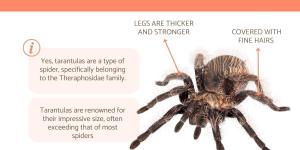 What Is the Difference between a Tarantula and a Spider?