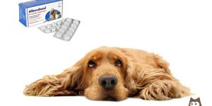 Albendazole for Dogs - Dosage, Uses and Side Effects