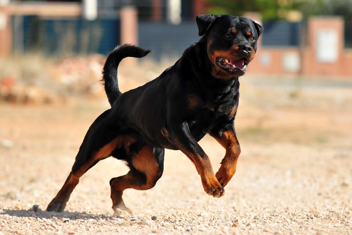 Best Exercises for Rottweilers