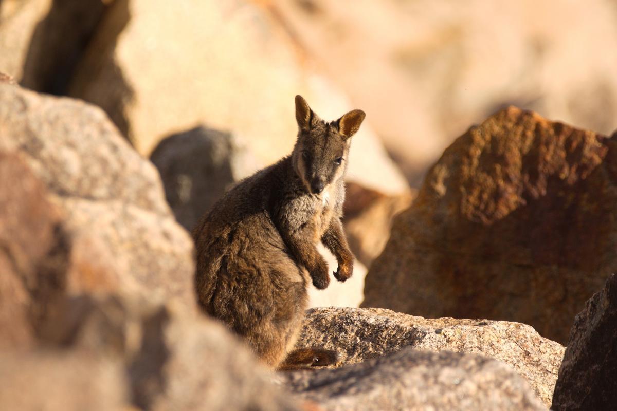 20 Different Types of Kangaroos Characteristics and Photos