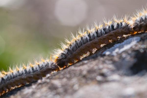 How to Get Rid of Caterpillars on Pine Trees Naturally - Friendly physical barriers