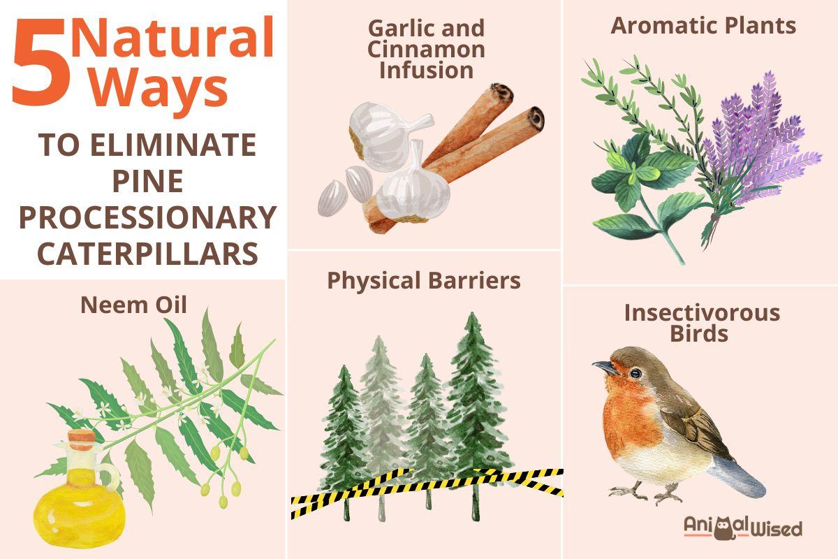 How to Get Rid of Caterpillars on Pine Trees Naturally