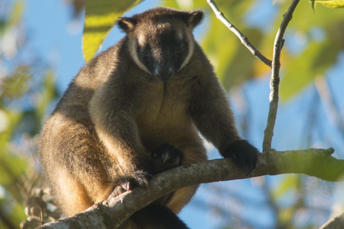 20 Different Types of Kangaroos Characteristics and Photos