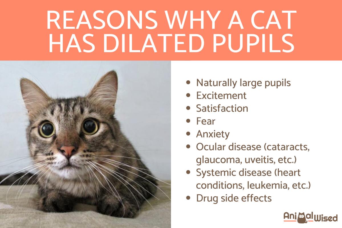 Why Does My Cat Have Dilated Pupils?